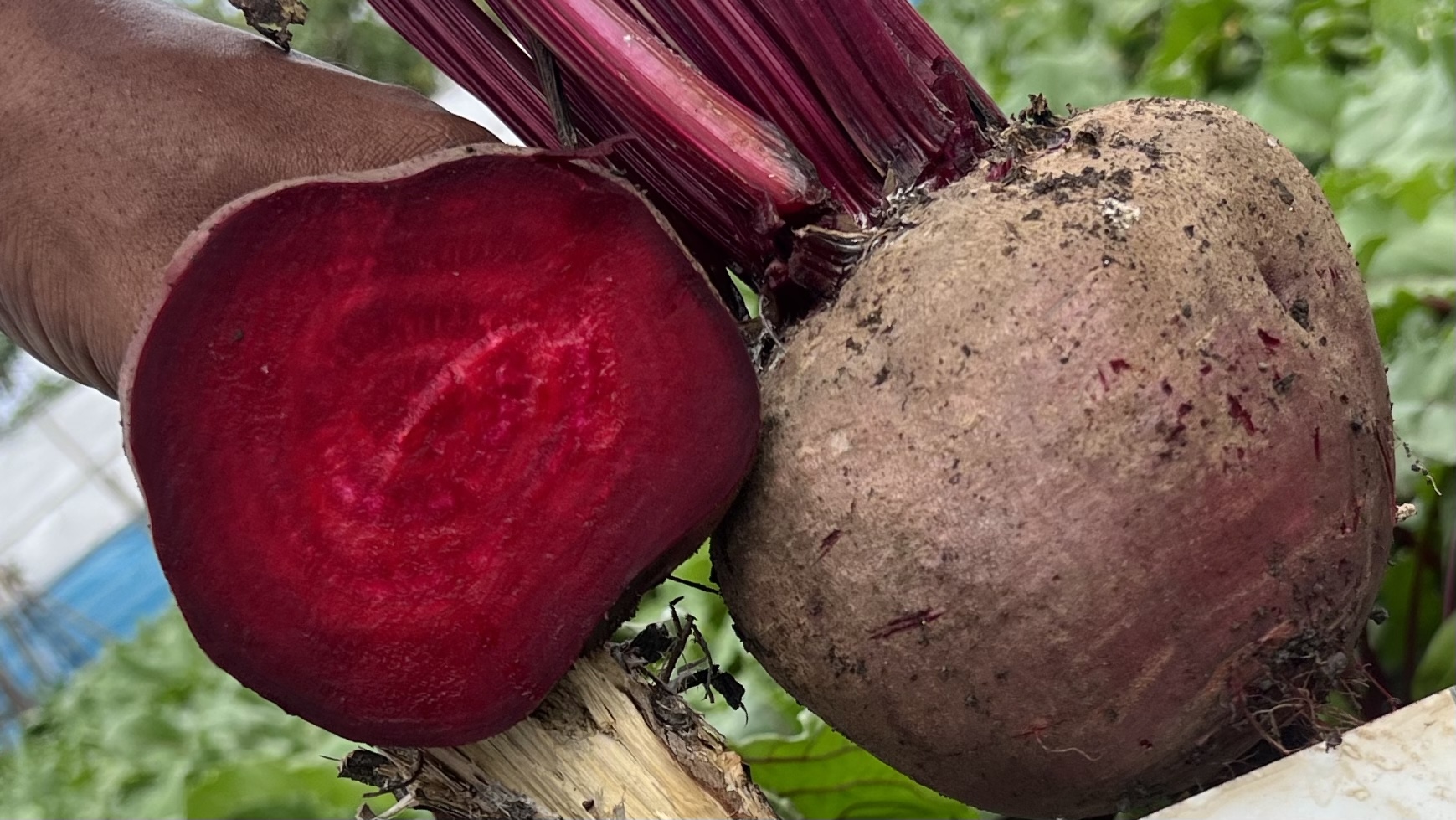 New f1 Beetroot variety registration
